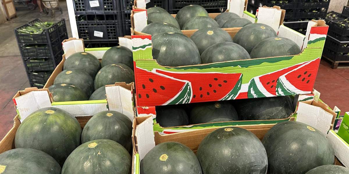 Anguria midi nera seedless - Lazio, prezzo 0,60-0,70 euro/chilo